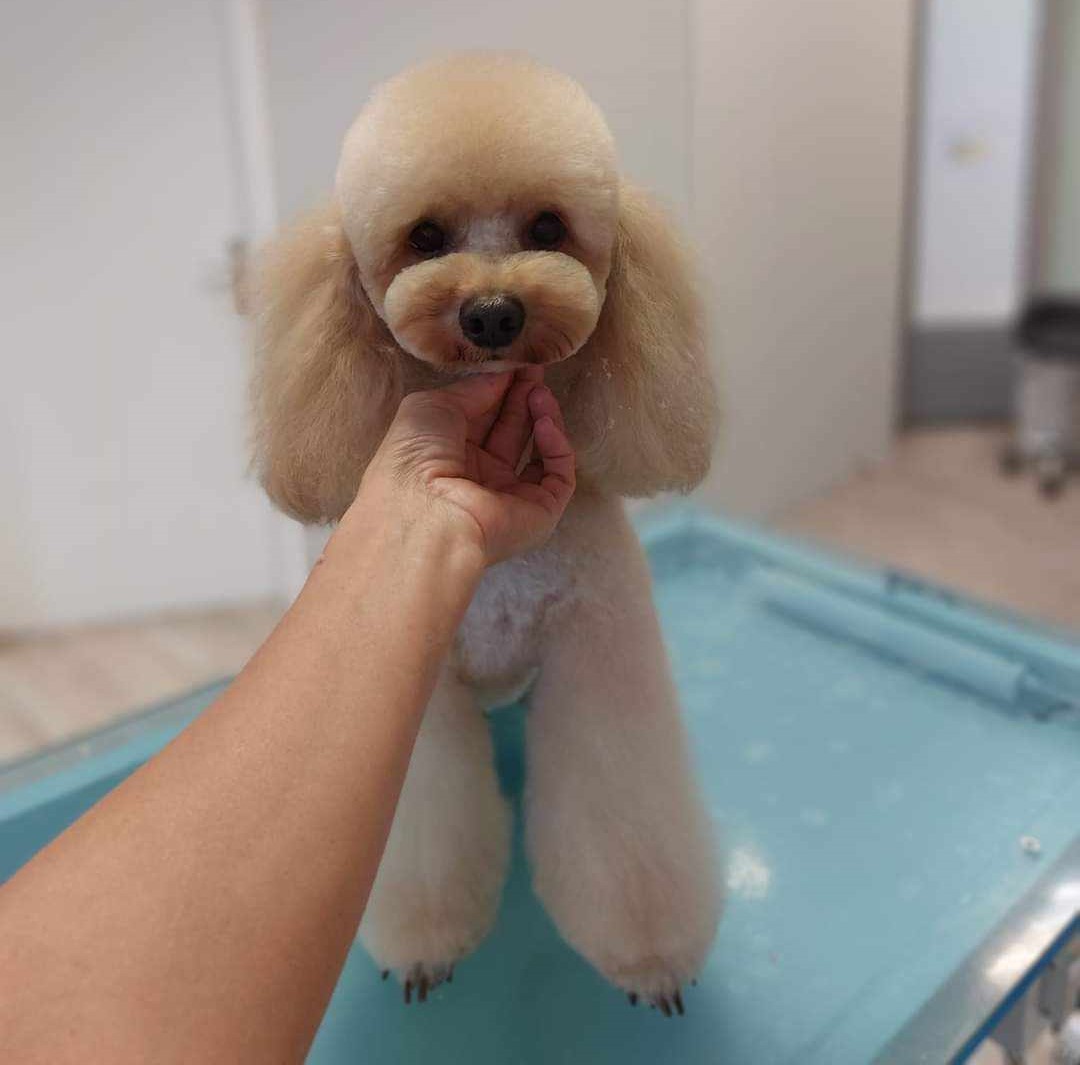 Hundesalon Wels kutyakozmetika – ápolás és grooming